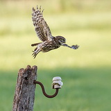 Little owls